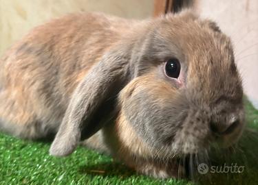 Mini Lop lilac