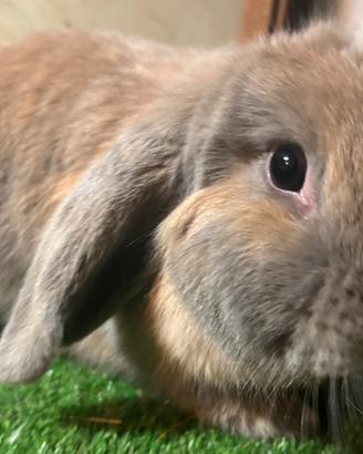 Mini Lop lilac
