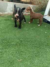 Cucciola Pitbull ukc
