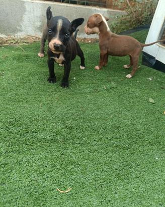 Cucciola Pitbull ukc