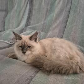 Gatto siberiano