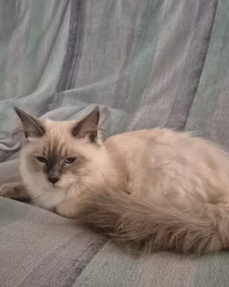 Gatto siberiano