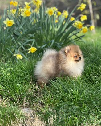 Cuccioli Spitz nano Pomerania