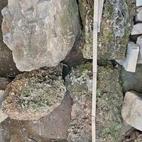 Rocce per acquario o giardino