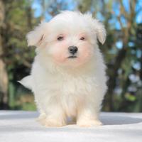 Cucciolo maschio di Maltese