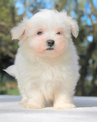 Cucciolo maschio di Maltese