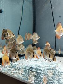 Discus
