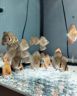 Discus