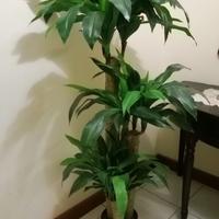 Pianta artificiale tronchetto della felicita