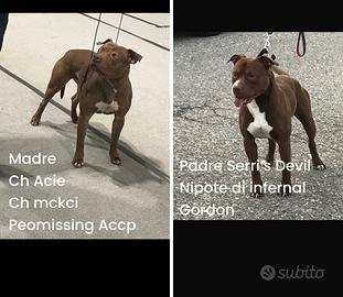 Dolcissime cucciole di pitbull ukc con pedigree