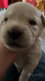 Cuccioli di Labrador Retriver