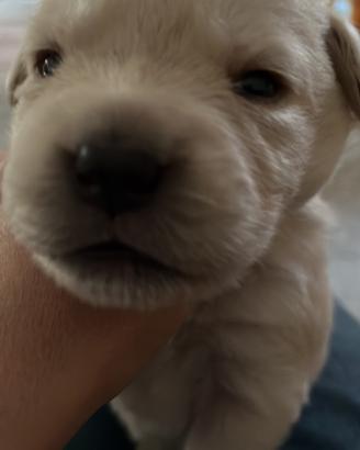 Cuccioli di Labrador Retriver