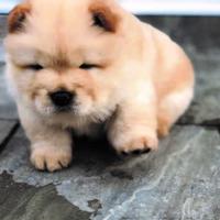 Cuccioli di chow chow M e F