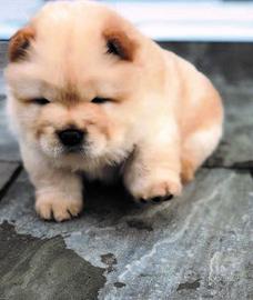 Cuccioli di chow chow M e F
