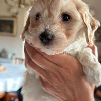 Maltipoo