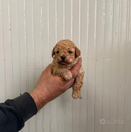 Barboncino mini toy albicocca maschio