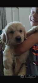 Golden retriever ultimo maschietto