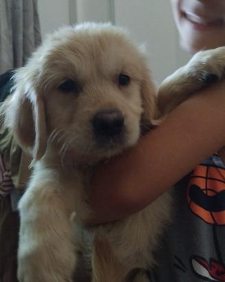 Golden retriever ultimo maschietto