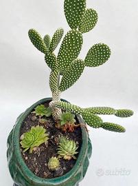 Pianta in vaso