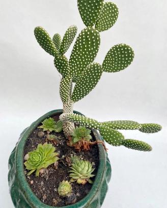 Pianta in vaso