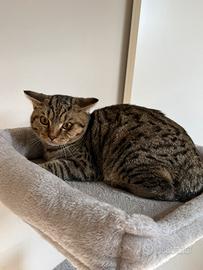Cucciolo british shorhair tabby