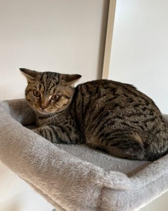 Cucciolo british shorhair tabby