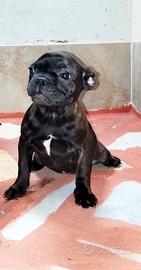 Bulldog francese