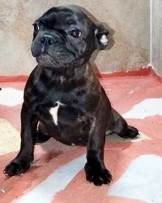 Bulldog francese