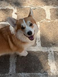 Welsh Corgi pembroke disponibile per la monta
