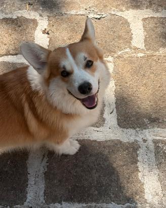 Welsh Corgi pembroke disponibile per la monta