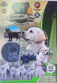 Disponibilità Labrador Retriever