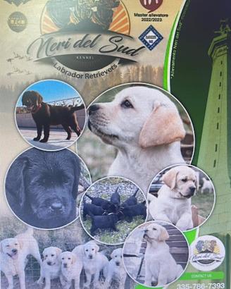 Disponibilità Labrador Retriever
