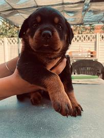 Cuccioli rottweiler