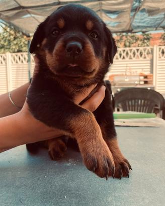 Cuccioli rottweiler