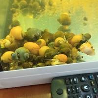 Ampullaria in varie colorazioni