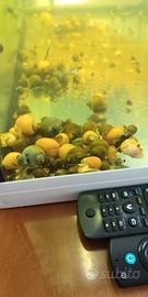 Ampullaria in varie colorazioni