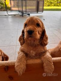 Cuccioli di coker