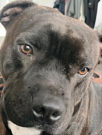 Staffordshire bull terrier disponibile per monta