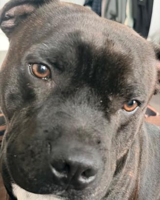 Staffordshire bull terrier disponibile per monta