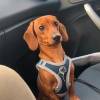 Bassotto Nano per monta