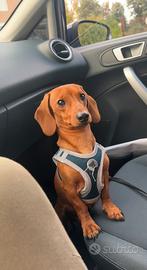 Bassotto Nano per monta