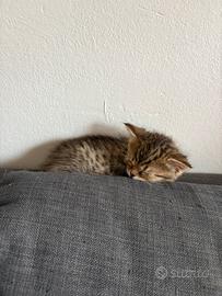 Scottish fold e straight