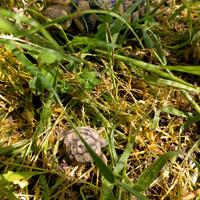 Tartarughe di terra con Cites