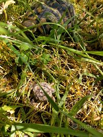 Tartarughe di terra con Cites