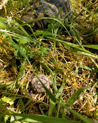 Tartarughe di terra con Cites