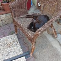 Animali