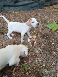 Cuccioli di bracco pointer da tartufi