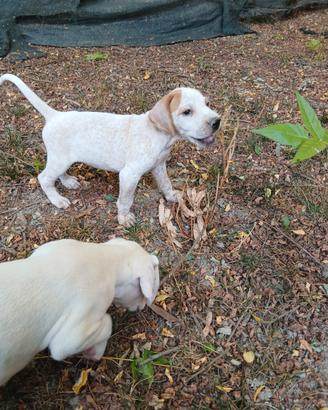Cuccioli di bracco pointer da tartufi