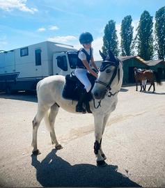 Pony Francese, Grigio