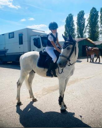 Pony Francese, Grigio